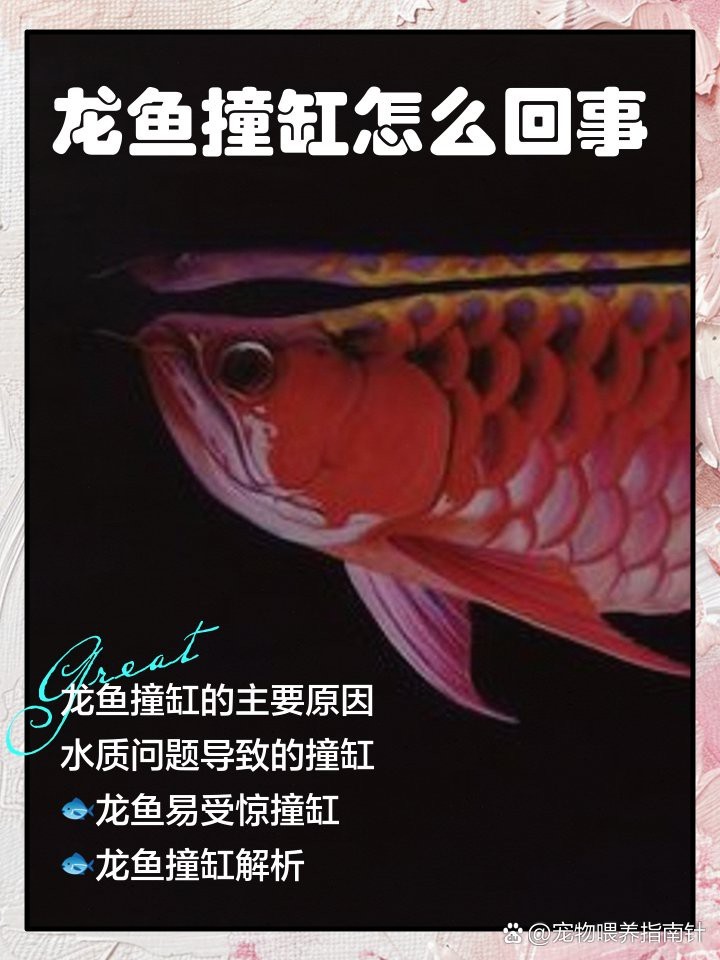 龍魚發瘋亂撞的原因【龍魚發瘋亂撞怎么回事】