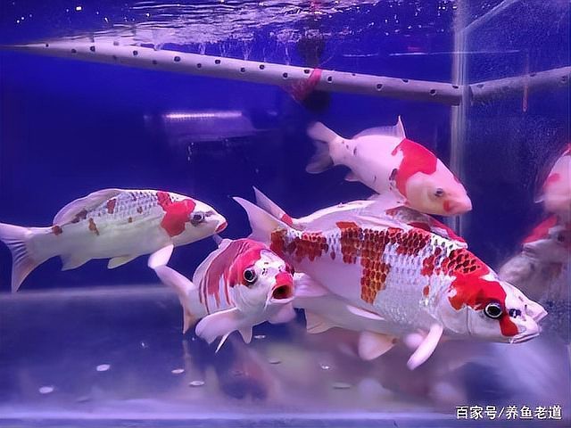 龍魚發瘋亂撞的原因【龍魚發瘋亂撞怎么回事】