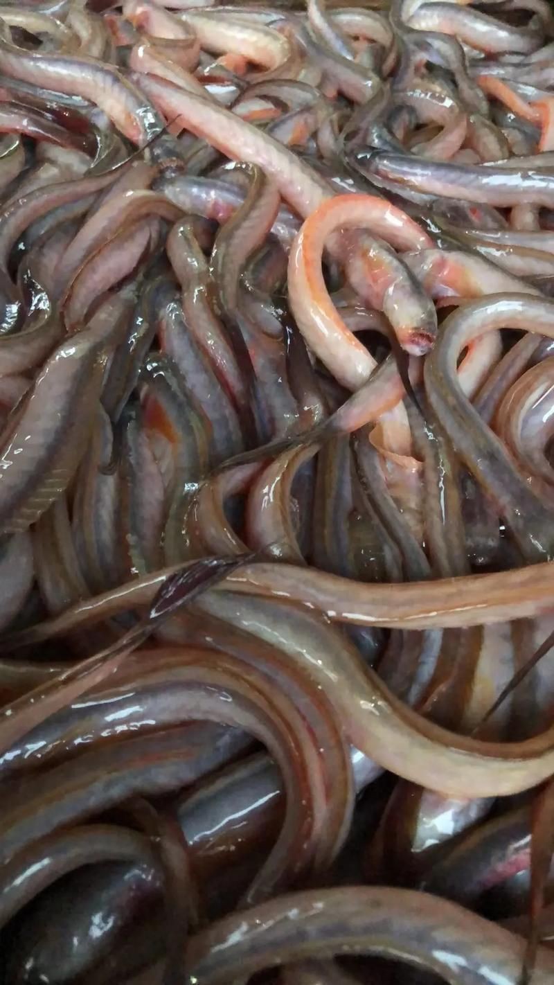 虎刺魚的圖片【《虎刺魚：獨特而迷人的水下精靈》】