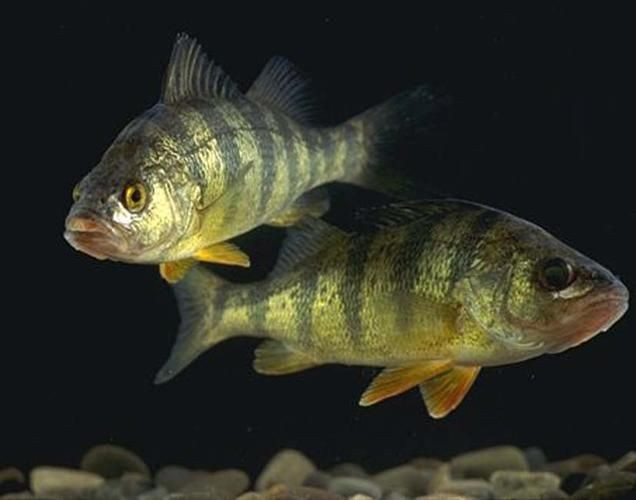 虎刺魚的圖片【《虎刺魚：獨特而迷人的水下精靈》】