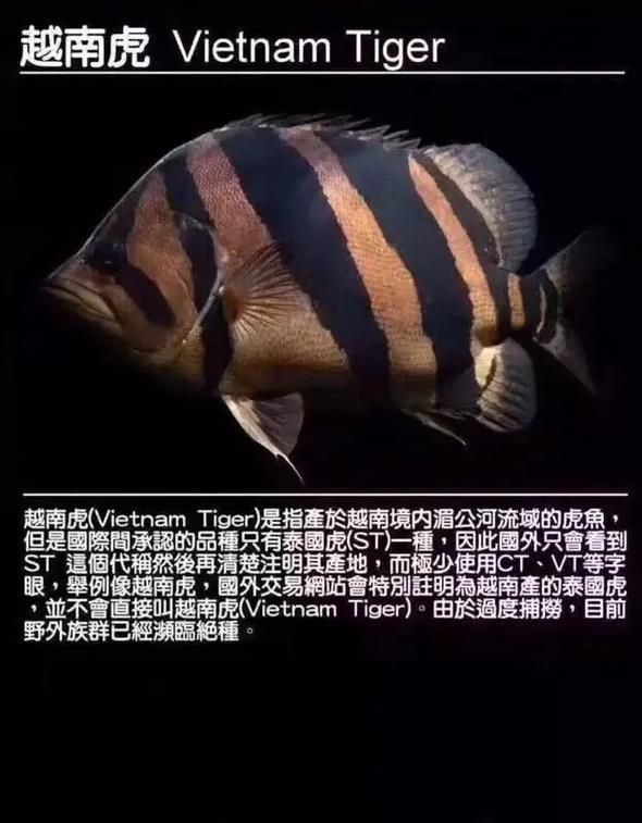 虎刺魚的圖片【《虎刺魚：獨特而迷人的水下精靈》】