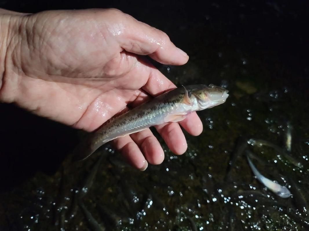 虎刺魚的圖片【《虎刺魚：獨特而迷人的水下精靈》】