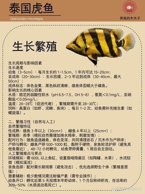 虎刺魚的圖片【《虎刺魚：獨特而迷人的水下精靈》】