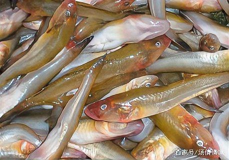 虎刺魚的圖片【《虎刺魚：獨特而迷人的水下精靈》】