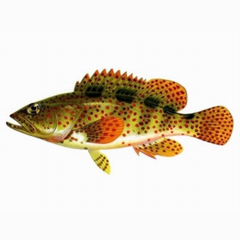 虎刺魚的圖片【《虎刺魚：獨特而迷人的水下精靈》】