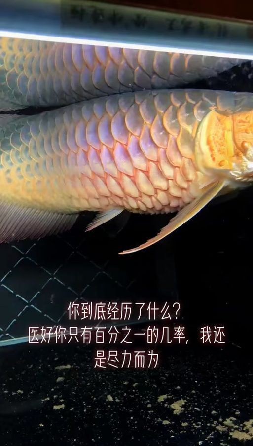 金龍魚(yú)炸鱗圖片【看得起雞皮疙瘩——松鱗病這么可怕】 金龍魚(yú)炸鱗圖片【看得起雞皮疙瘩——松鱗病這么可怕】 龍魚(yú)百科 第8張