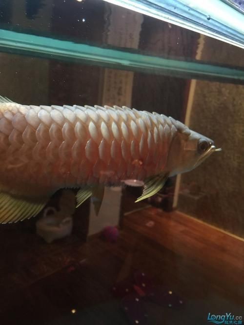 金龍魚(yú)炸鱗圖片【看得起雞皮疙瘩——松鱗病這么可怕】 金龍魚(yú)炸鱗圖片【看得起雞皮疙瘩——松鱗病這么可怕】 龍魚(yú)百科 第16張