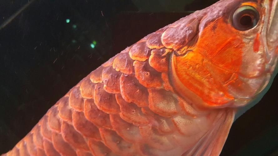 金龍魚(yú)炸鱗圖片【看得起雞皮疙瘩——松鱗病這么可怕】 金龍魚(yú)炸鱗圖片【看得起雞皮疙瘩——松鱗病這么可怕】 龍魚(yú)百科 第22張