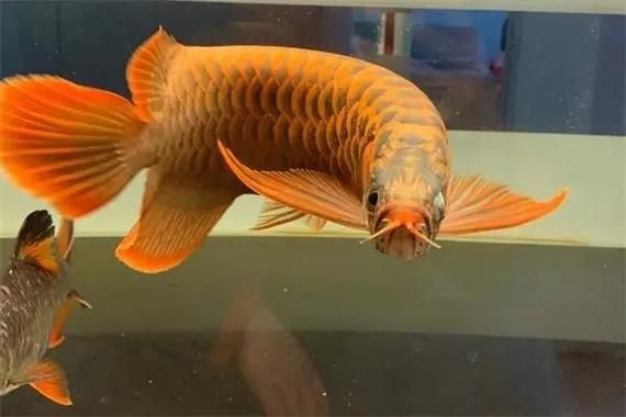 金龍魚(yú)炸鱗圖片【看得起雞皮疙瘩——松鱗病這么可怕】 金龍魚(yú)炸鱗圖片【看得起雞皮疙瘩——松鱗病這么可怕】 龍魚(yú)百科 第18張