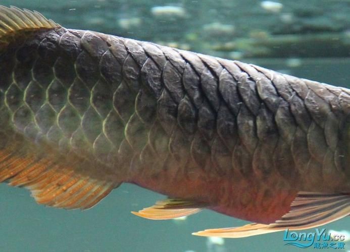 金龍魚(yú)炸鱗圖片【看得起雞皮疙瘩——松鱗病這么可怕】 金龍魚(yú)炸鱗圖片【看得起雞皮疙瘩——松鱗病這么可怕】 龍魚(yú)百科 第21張