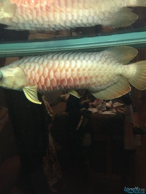 金龍魚(yú)炸鱗圖片【看得起雞皮疙瘩——松鱗病這么可怕】 金龍魚(yú)炸鱗圖片【看得起雞皮疙瘩——松鱗病這么可怕】 龍魚(yú)百科 第17張