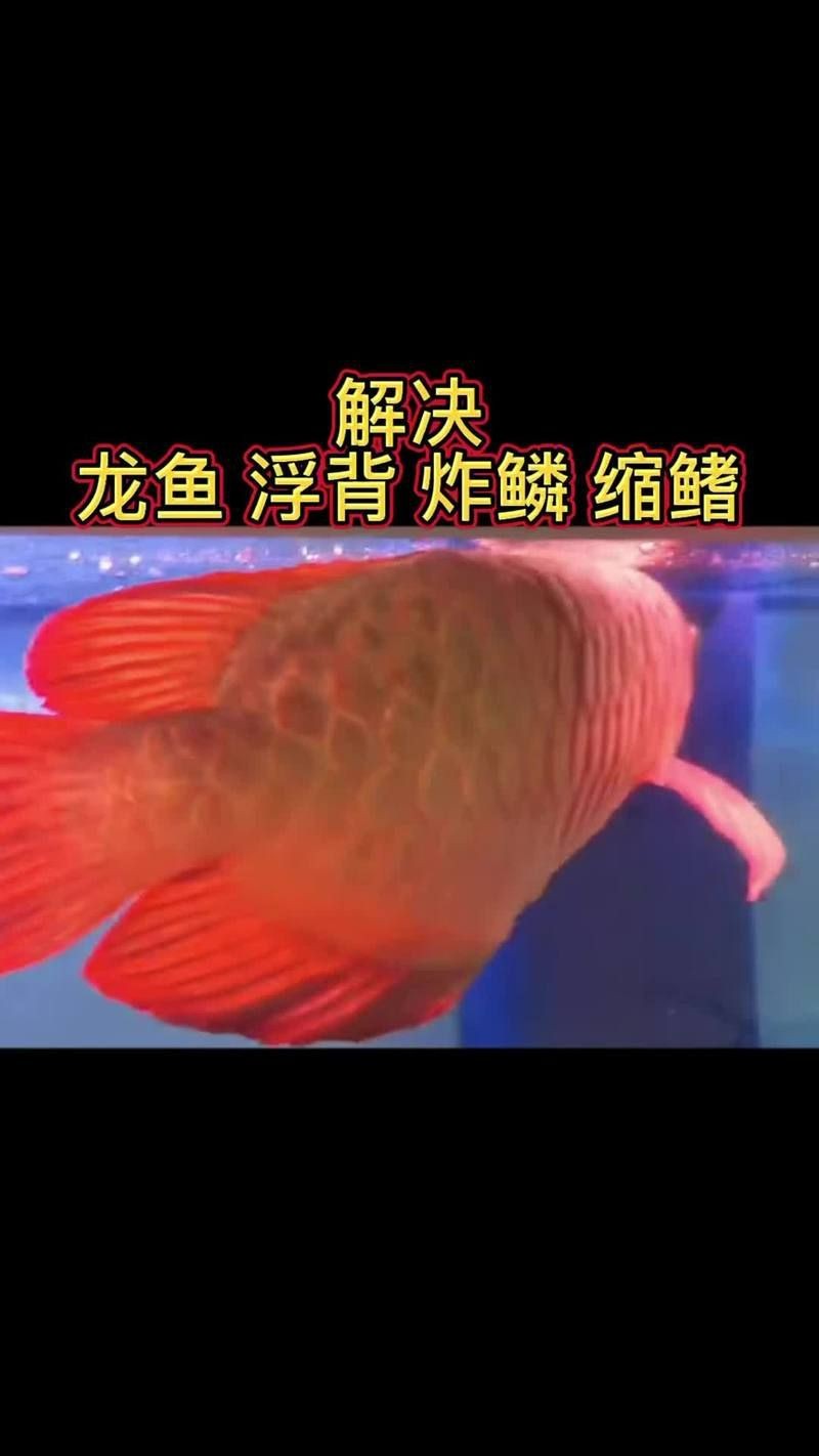 金龍魚(yú)炸鱗圖片【看得起雞皮疙瘩——松鱗病這么可怕】 金龍魚(yú)炸鱗圖片【看得起雞皮疙瘩——松鱗病這么可怕】 龍魚(yú)百科 第20張
