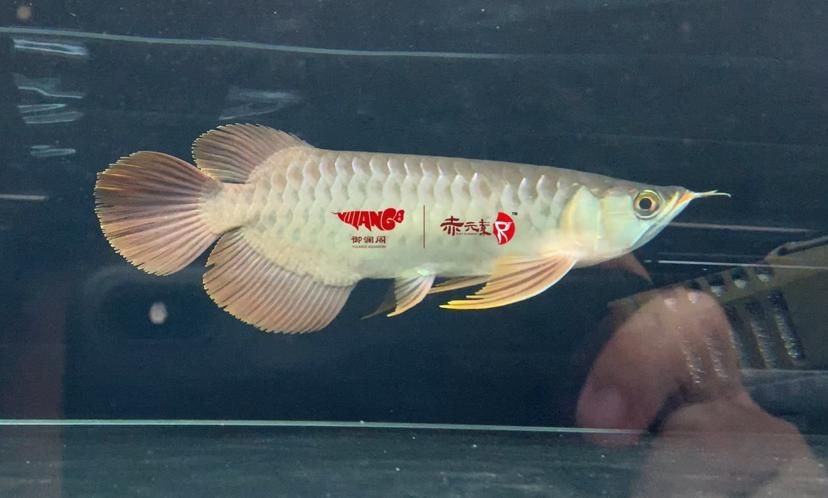 金龍魚(yú)炸鱗圖片【看得起雞皮疙瘩——松鱗病這么可怕】 金龍魚(yú)炸鱗圖片【看得起雞皮疙瘩——松鱗病這么可怕】 龍魚(yú)百科 第26張