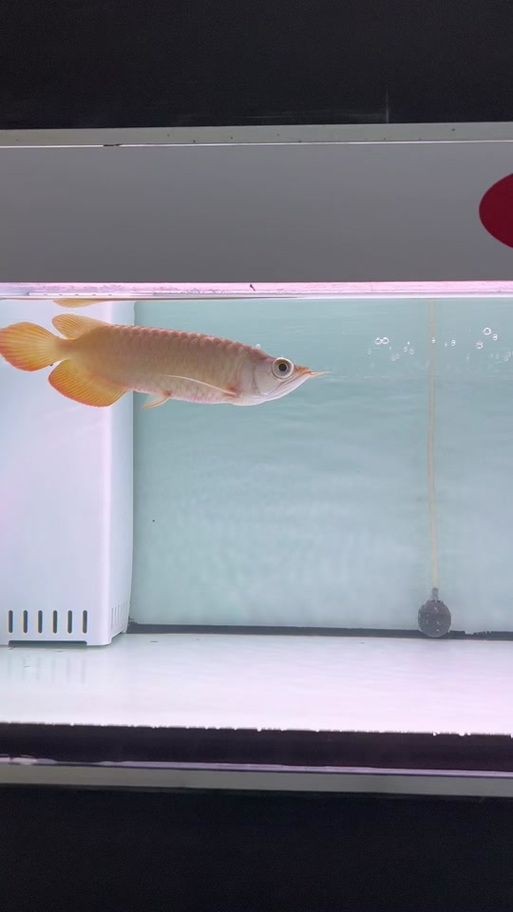 金龍魚(yú)炸鱗圖片【看得起雞皮疙瘩——松鱗病這么可怕】 金龍魚(yú)炸鱗圖片【看得起雞皮疙瘩——松鱗病這么可怕】 龍魚(yú)百科 第25張