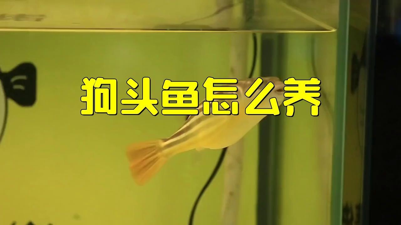奈及利亞紅圓點狗頭魚需要多大魚缸【利亞紅圓點狗頭魚怎么養】