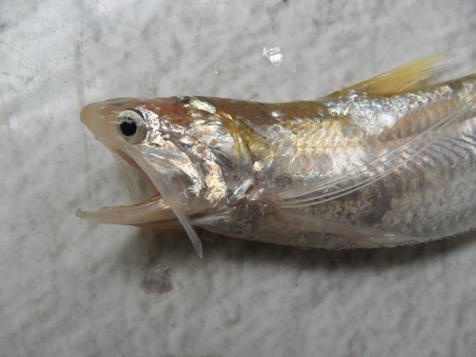 鱭魚是什么魚圖片【刀客重出江湖的刀客重出江湖的鱭魚】