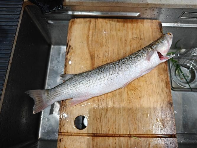鱭魚是什么魚圖片【刀客重出江湖的刀客重出江湖的鱭魚】