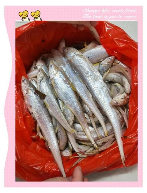鱭魚是什么魚圖片【刀客重出江湖的刀客重出江湖的鱭魚】
