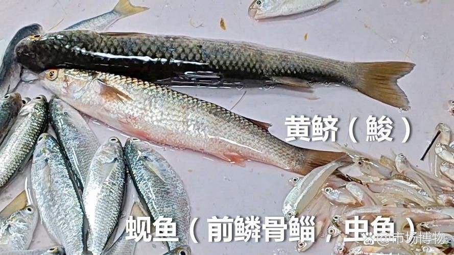 鱭魚是什么魚圖片【刀客重出江湖的刀客重出江湖的鱭魚】