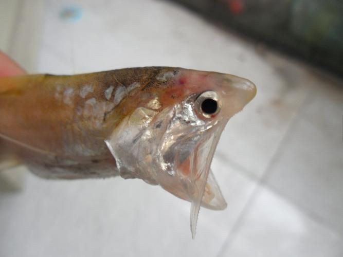 鱭魚是什么魚圖片【刀客重出江湖的刀客重出江湖的鱭魚】