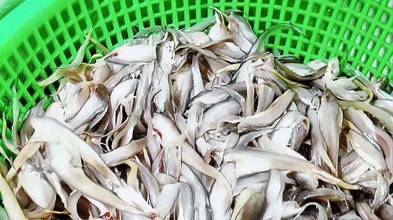 鱭魚是什么魚圖片【刀客重出江湖的刀客重出江湖的鱭魚】