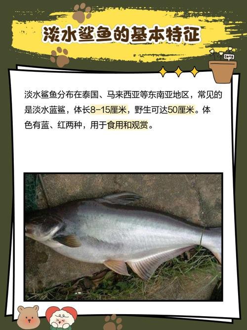 淡水鯊魚圖片大全【關于淡水鯊魚圖片大全】