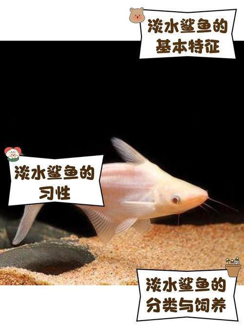 淡水鯊魚圖片大全【關于淡水鯊魚圖片大全】