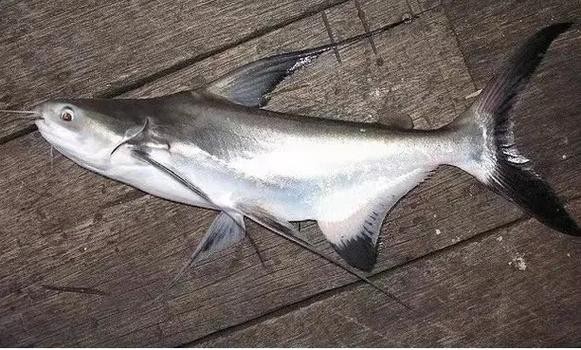 淡水鯊魚圖片大全【關于淡水鯊魚圖片大全】