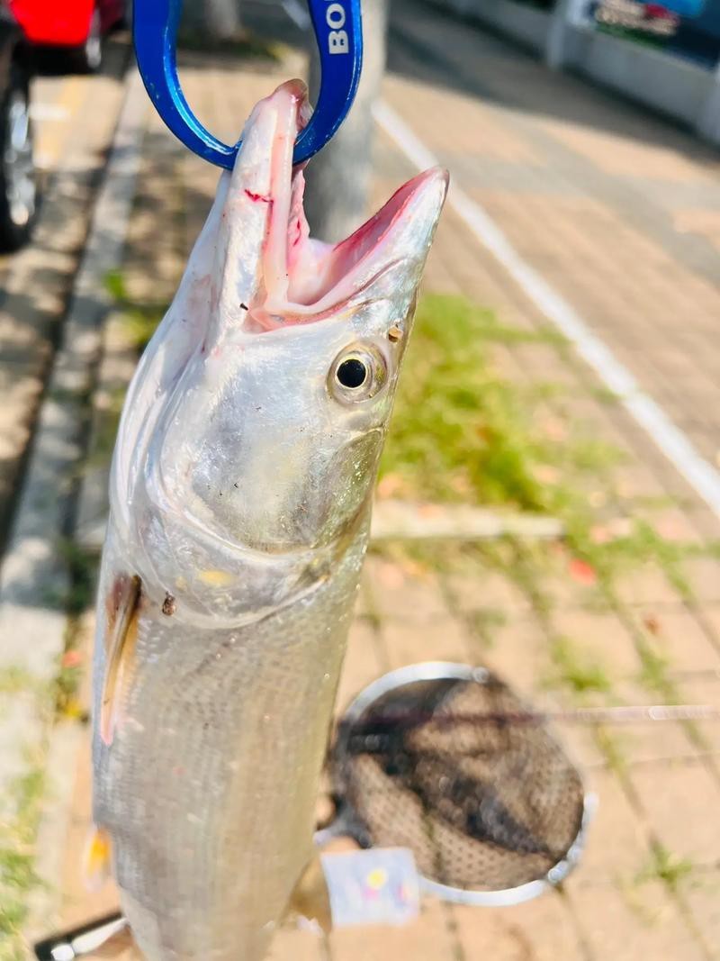 淡水鯊魚圖片大全【關于淡水鯊魚圖片大全】