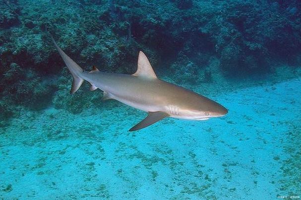 淡水鯊魚圖片大全【關于淡水鯊魚圖片大全】