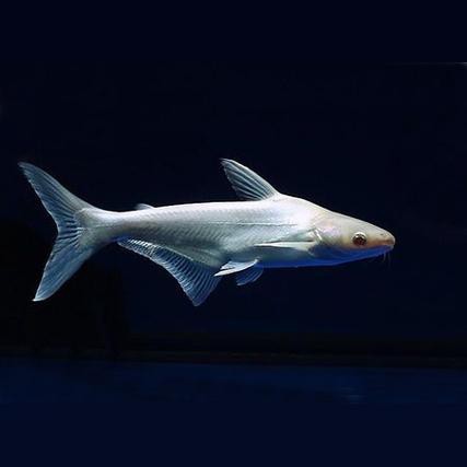 淡水鯊魚圖片大全【關于淡水鯊魚圖片大全】