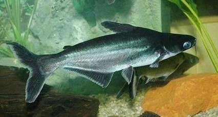 淡水鯊魚圖片大全【關于淡水鯊魚圖片大全】