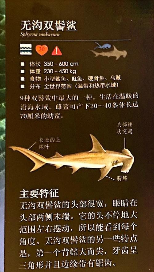 淡水鯊魚圖片大全【關于淡水鯊魚圖片大全】