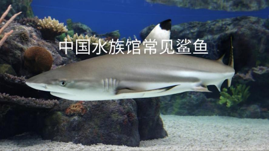 淡水鯊魚圖片大全【關于淡水鯊魚圖片大全】