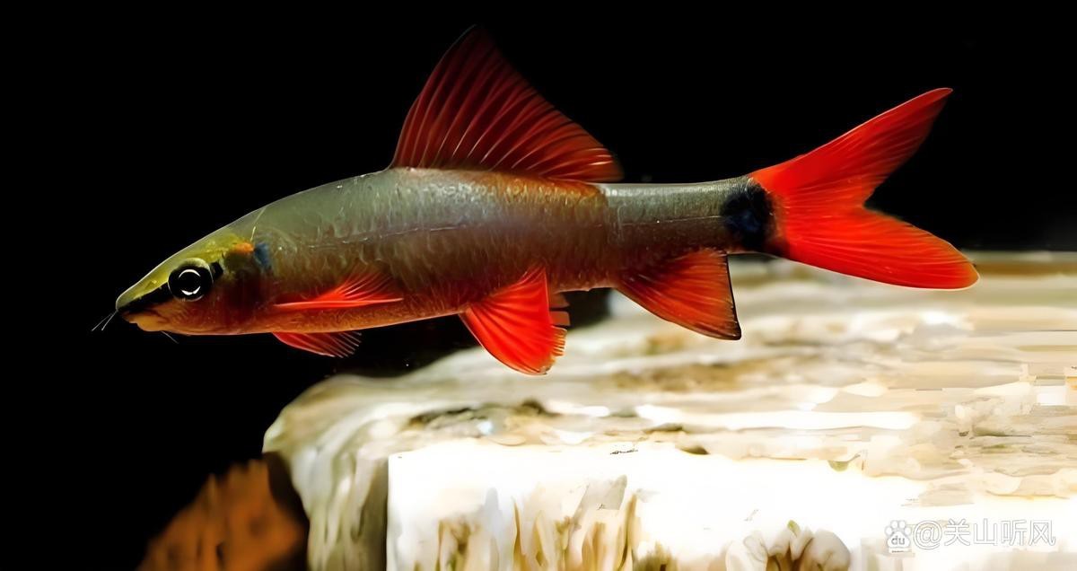 淡水鯊魚圖片大全【關于淡水鯊魚圖片大全】