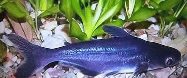 淡水鯊魚圖片大全【關于淡水鯊魚圖片大全】