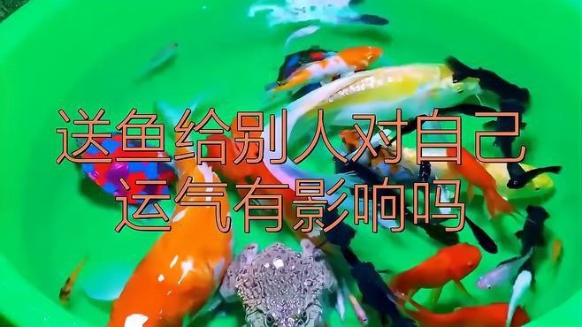 龍魚贈送時如何破除風水忌諱？