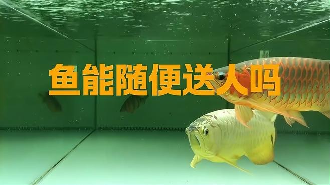 龍魚贈(zèng)送時(shí)如何破除風(fēng)水忌諱？