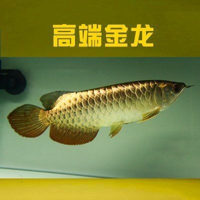 紅龍魚一年能長多大【養魚小藝龍魚生長速度揭秘紅龍魚一年生長多少愛采購】 龍魚百科 第3張 紅龍魚一年能長多大【養魚小藝龍魚生長速度揭秘紅龍魚一年生長多少愛采購】 紅龍魚一年能長多大【養魚小藝龍魚生長速度揭秘紅龍魚一年生長多少愛采購】 龍魚百科 第3張