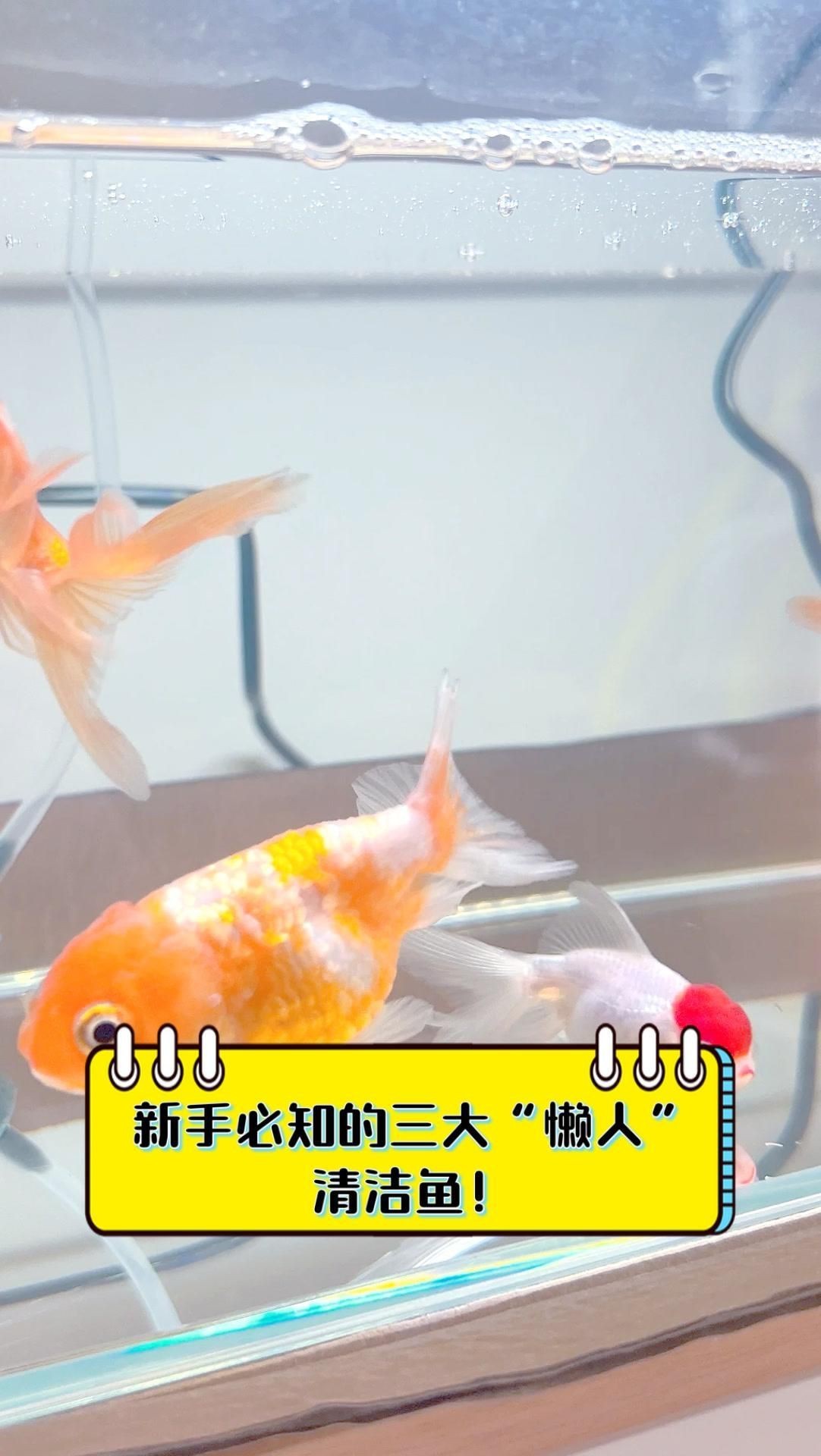 哪種清潔生物最適合新手？【新手必知的三大“懶人”清潔魚缸里必不可少的八大清潔魚】