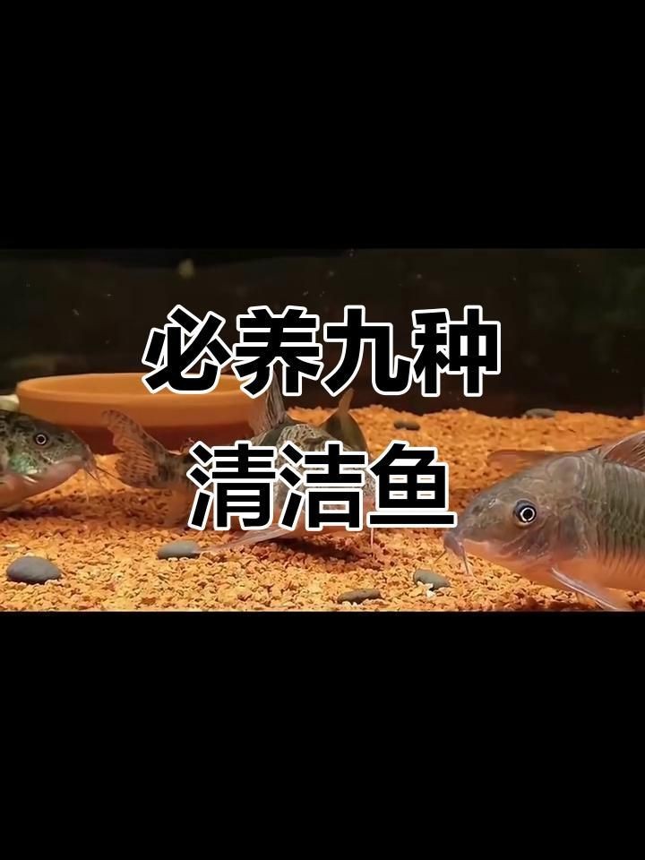 哪種清潔生物最適合新手？【新手必知的三大“懶人”清潔魚缸里必不可少的八大清潔魚】