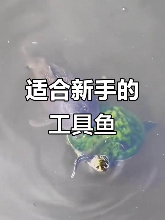 哪種清潔生物最適合新手？【新手必知的三大“懶人”清潔魚缸里必不可少的八大清潔魚】