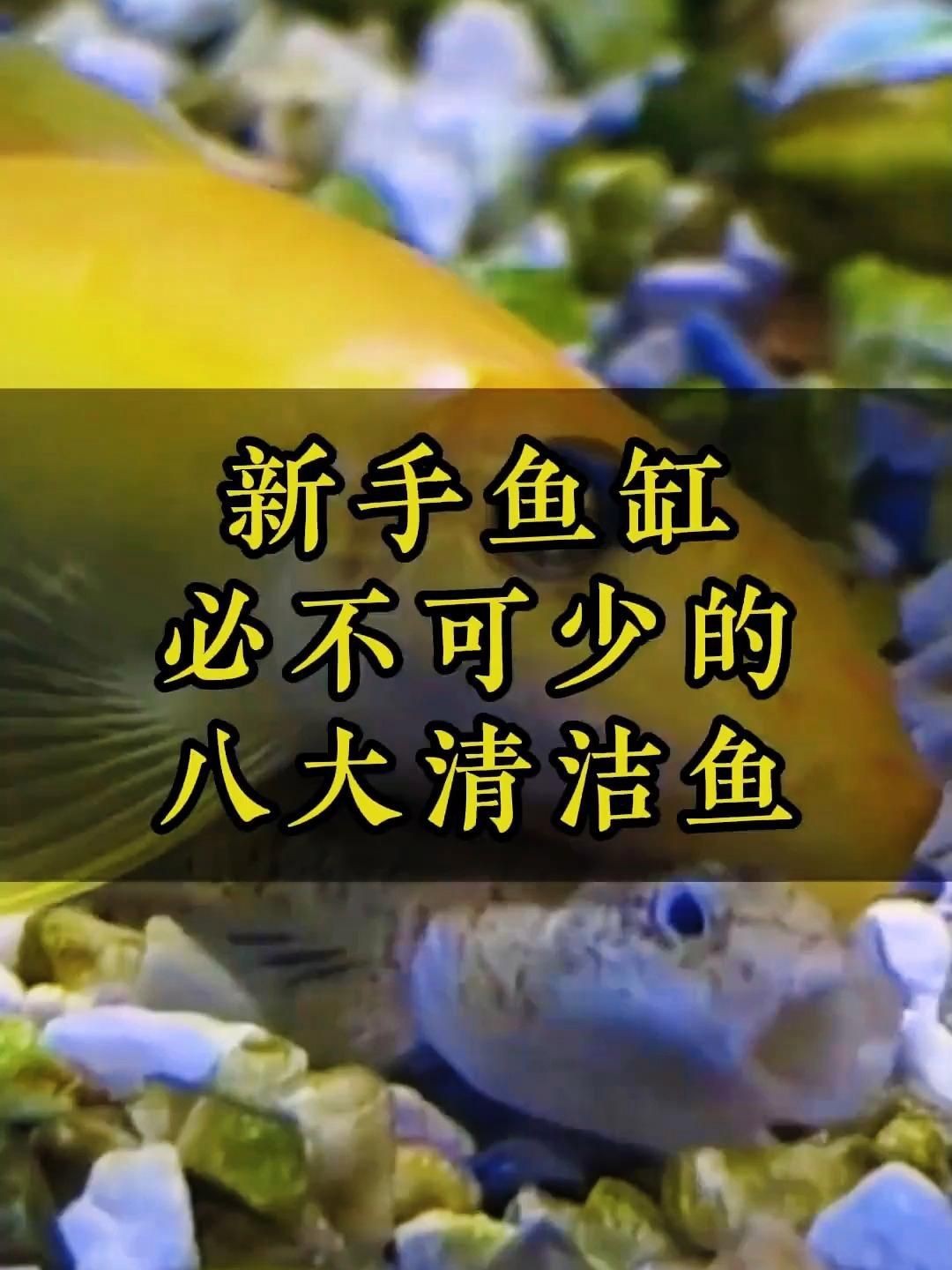 哪種清潔生物最適合新手？【新手必知的三大“懶人”清潔魚缸里必不可少的八大清潔魚】