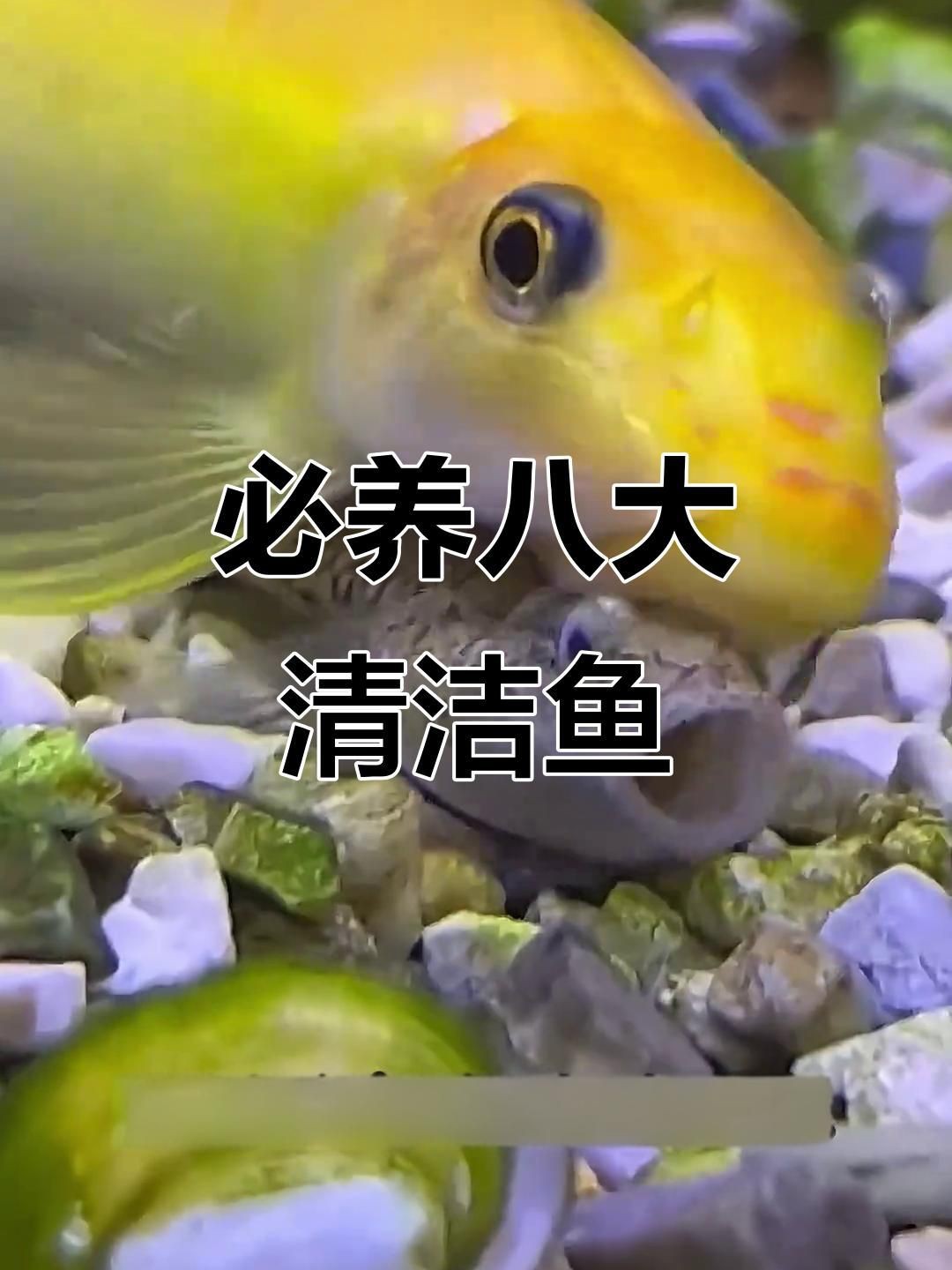 哪種清潔生物最適合新手？【新手必知的三大“懶人”清潔魚缸里必不可少的八大清潔魚】