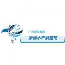 鱸魚苗批發魚苗出售【鱸魚苗多少錢一尾】