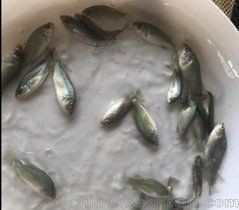 鱸魚苗批發魚苗出售【鱸魚苗多少錢一尾】