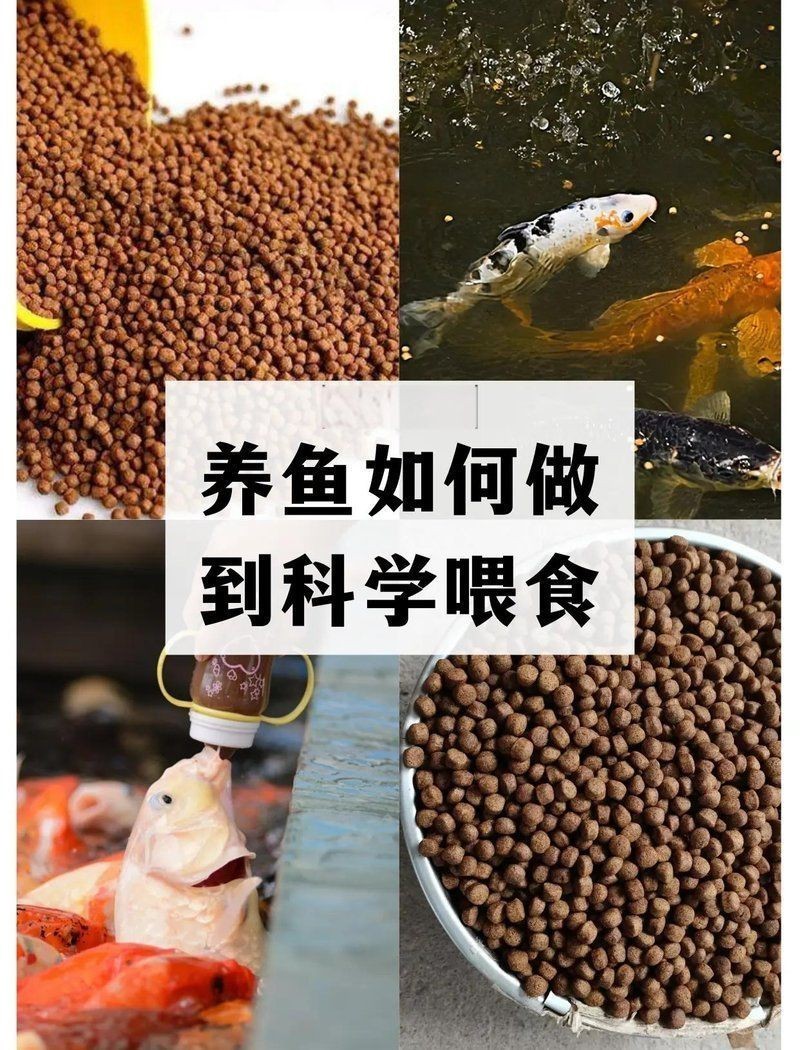 紅箭魚一天喂幾次【紅箭魚喂食頻率需根據(jù)其年齡、體型以及季節(jié)變化來調(diào)整】