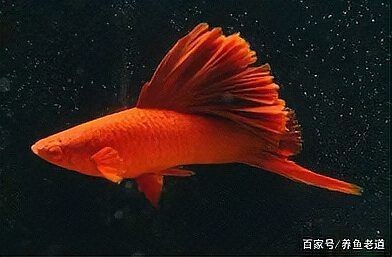 紅箭魚一天喂幾次【紅箭魚喂食頻率需根據(jù)其年齡、體型以及季節(jié)變化來調(diào)整】
