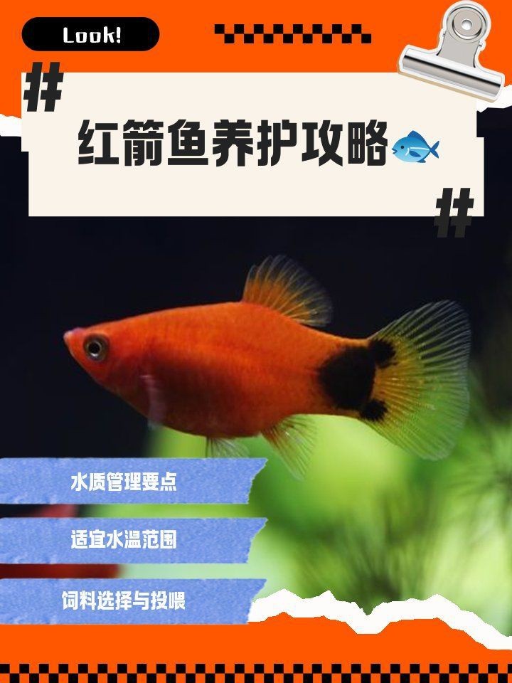 紅箭魚一天喂幾次【紅箭魚喂食頻率需根據(jù)其年齡、體型以及季節(jié)變化來調(diào)整】