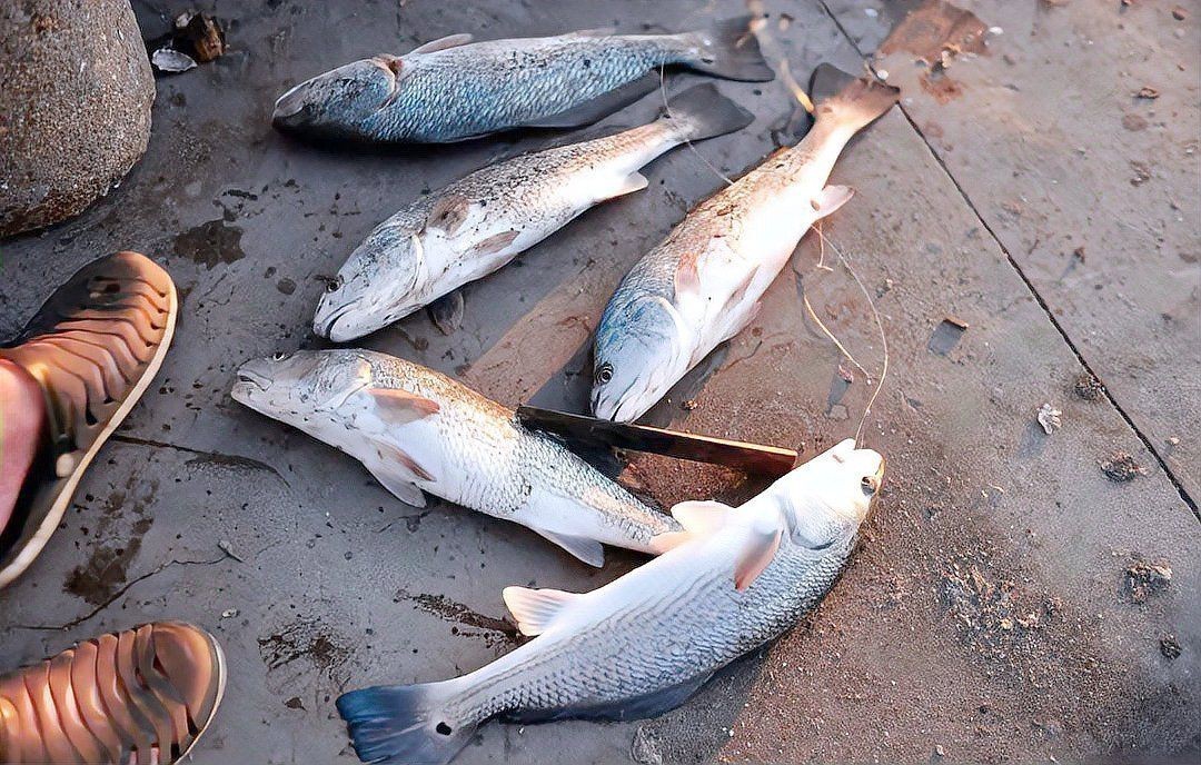 紅魚是什么檔次的魚【紅魚是什么檔次的魚，星河漫步,美國紅魚】